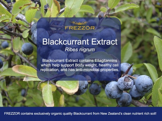  Organic Blackcurrant Extract from New Zealand’s clean and nutrient rich soil