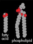 Fatty acid
